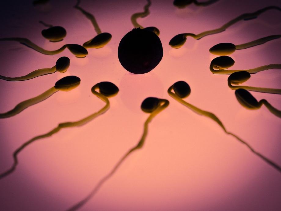 Sperm Kalitesini Beslenme ile Düzeltin