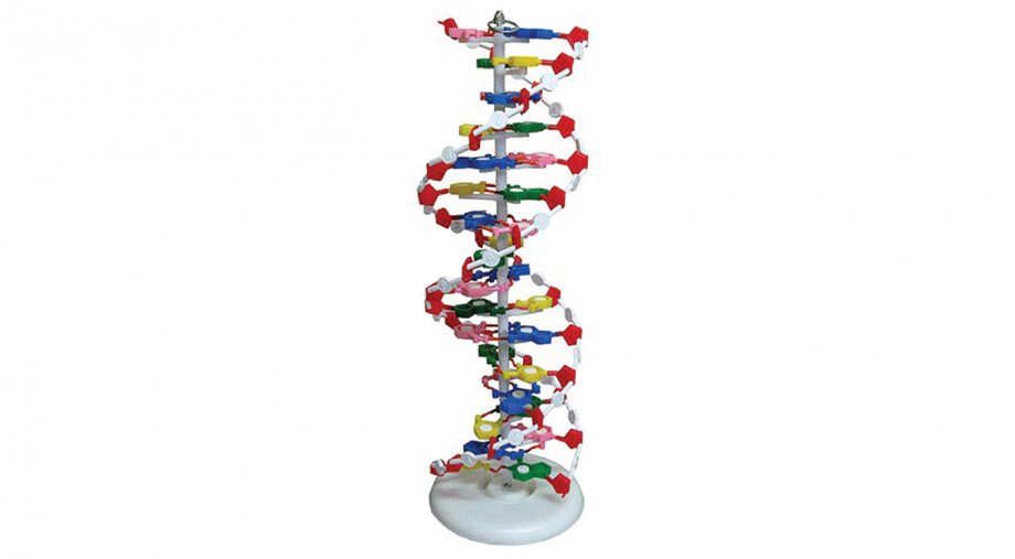 7300 DNA Double Helix Model (cheap model)