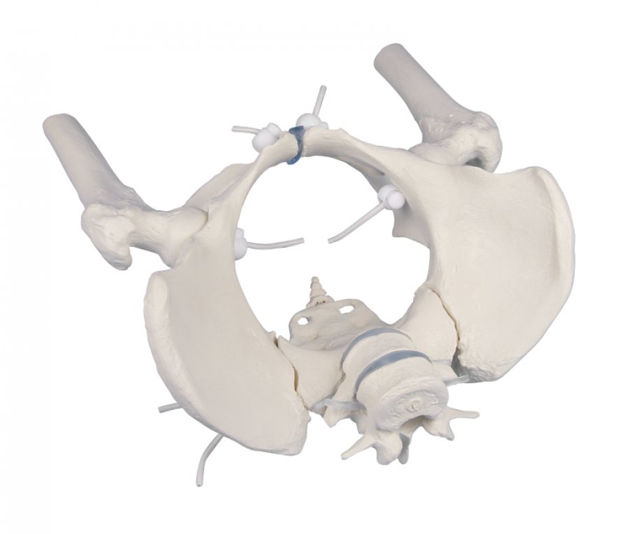Female pelvis with sacrum, 2 lumbar vertebrae and femoral stumps, flexible
