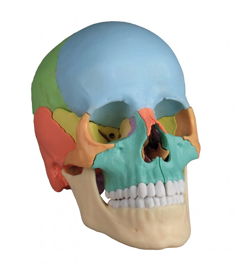 Osteopathic Skull Model, 22 part, didactical version