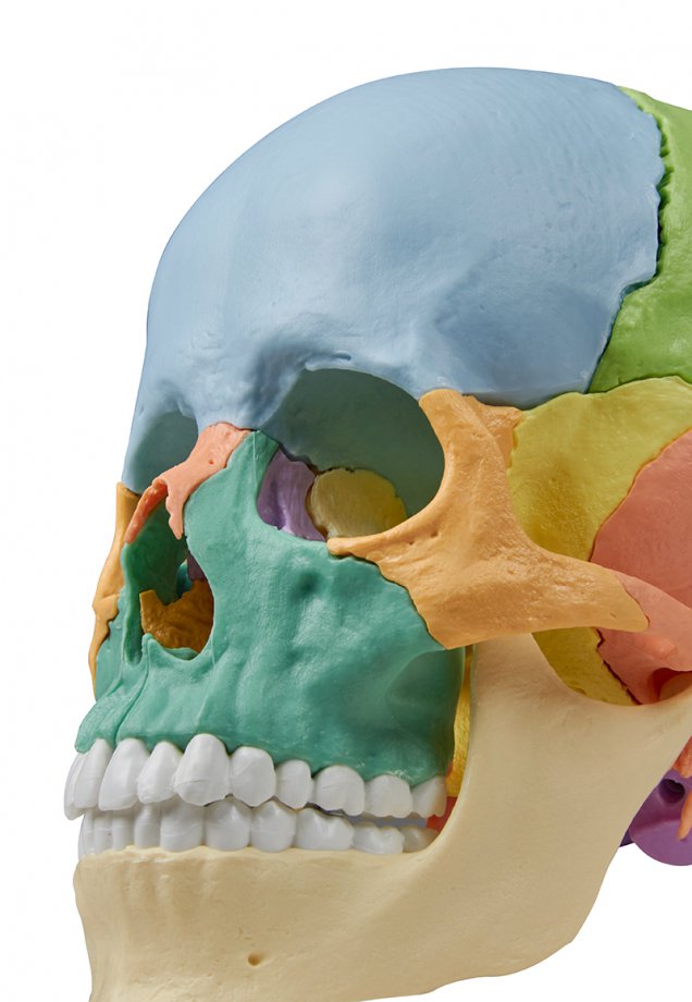Osteopathic Skull Model, 22 part, didactical version