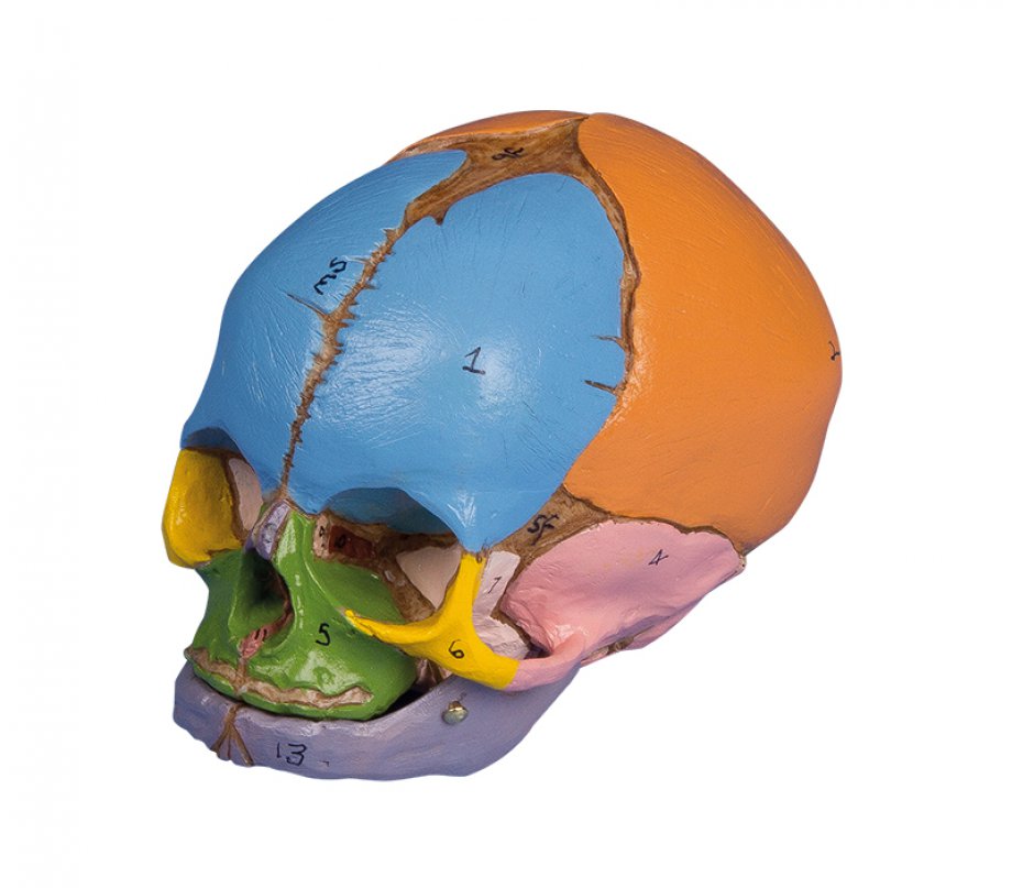 Череп малыша. Анатомическая модель черепа ребенка. Детский череп анатомия.