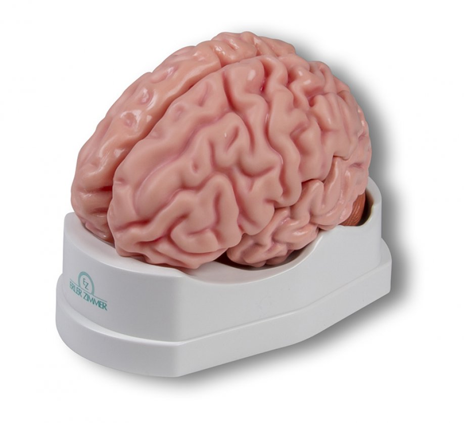 Brain model