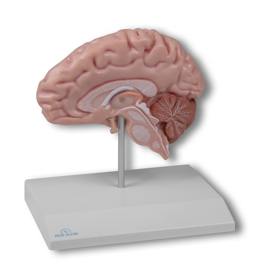 Отросток мозга 4. Макет головного мозга. Анатомическая модель мозга. Муляж головного мозга человека.